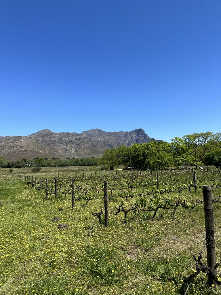 A 10 Day Solo Travel Guide in South Africa: From Work to Wanderlust IMG 8406