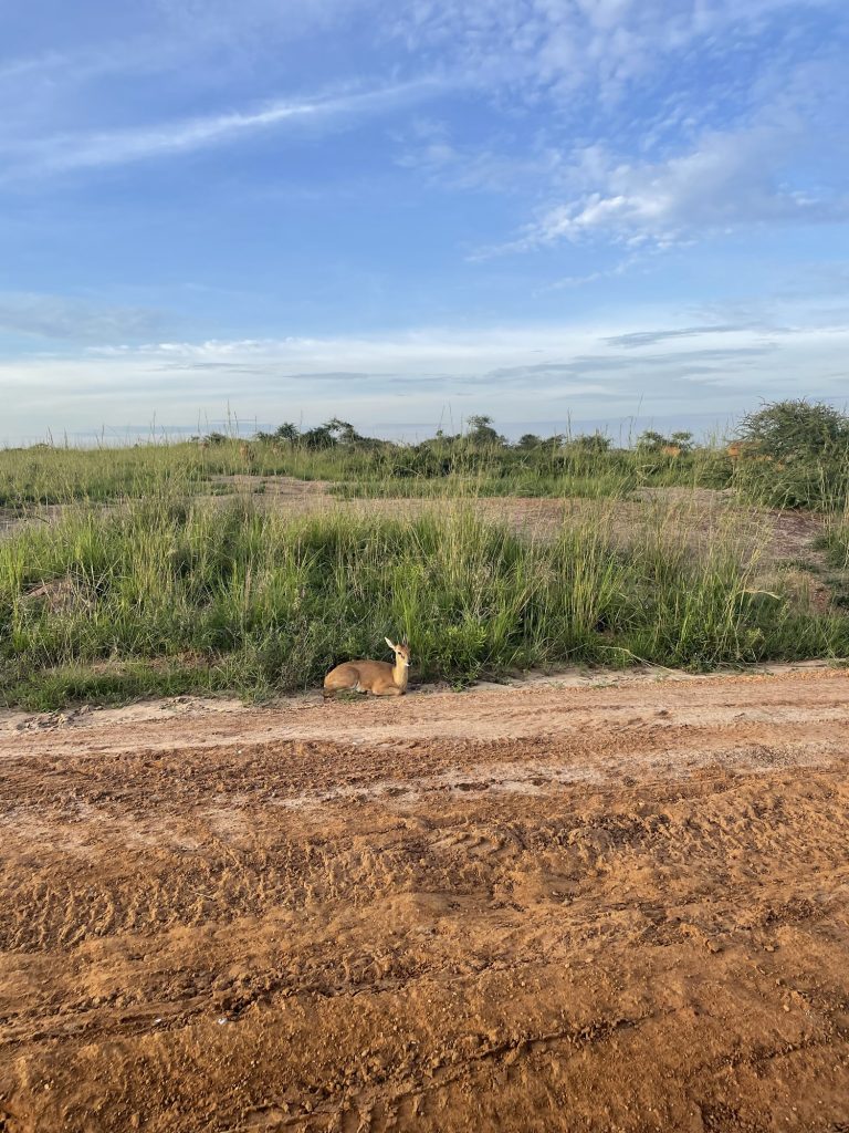 safari in uganda