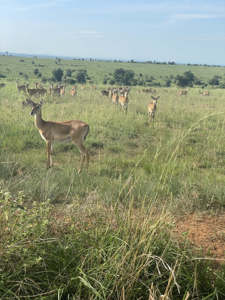 game drive in ugands