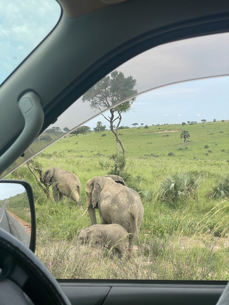 game drive in Uganda
