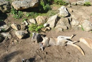 Sydney on a Student Budget: How to Explore Australia Cheaply Sydney Zoo