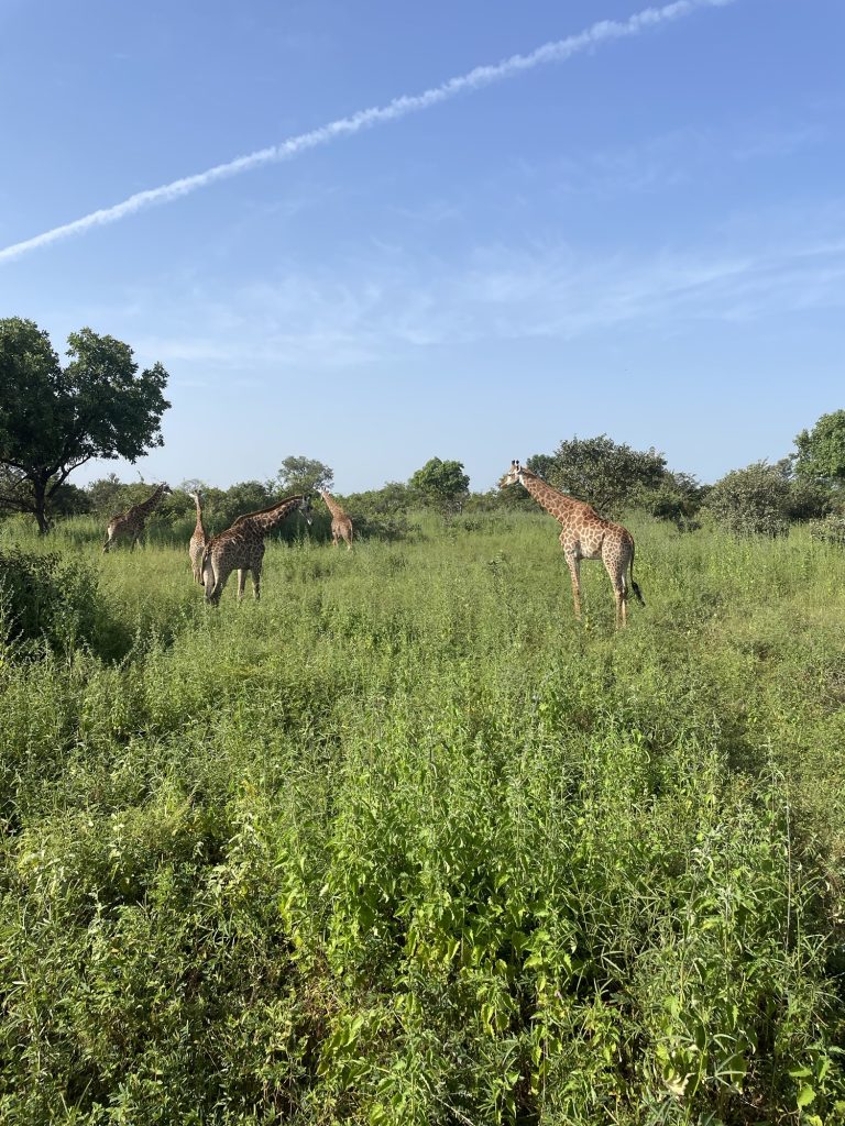Travel Guide for Dakar Senegal: 5 Amazing Days img 6642